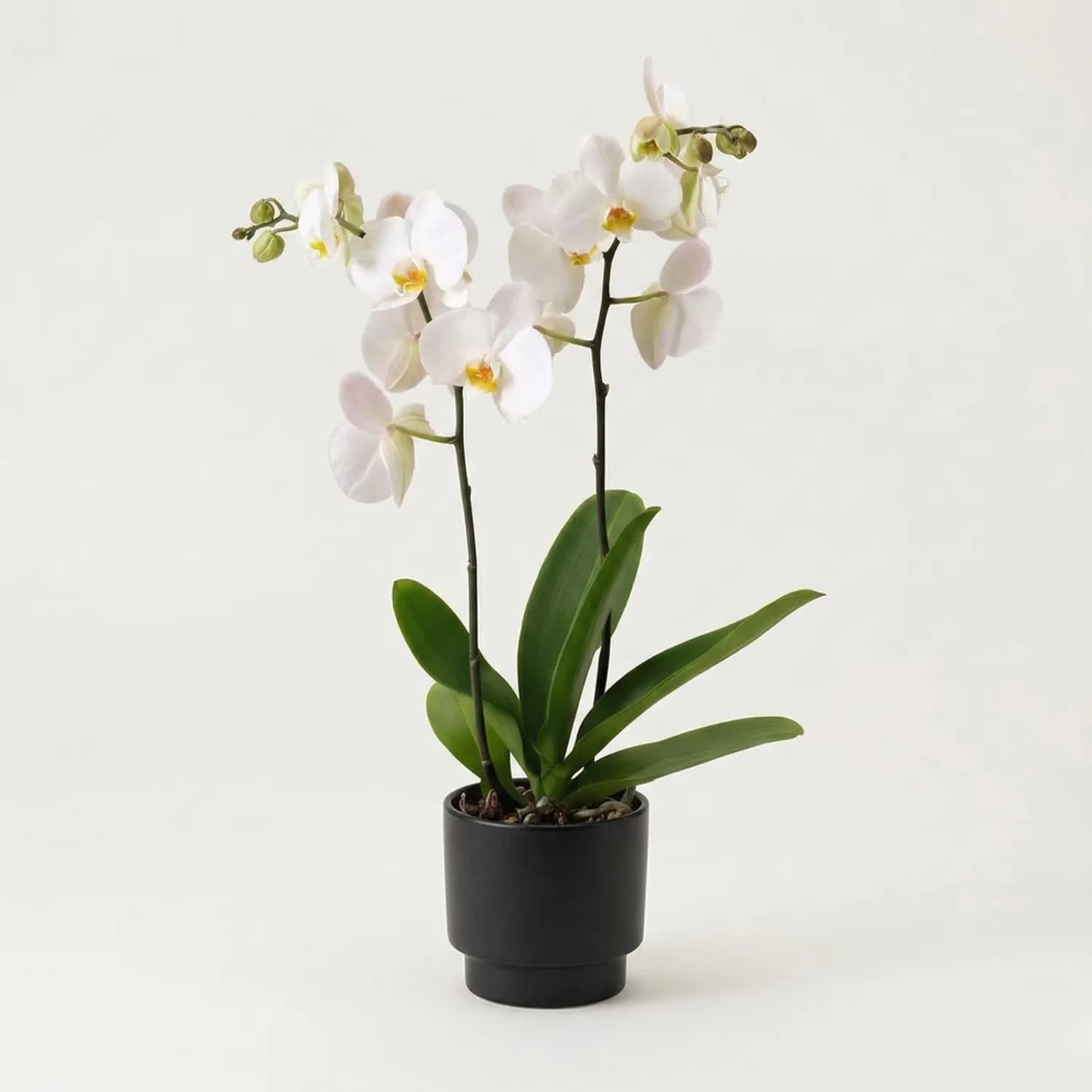 Orchid (White) Plant