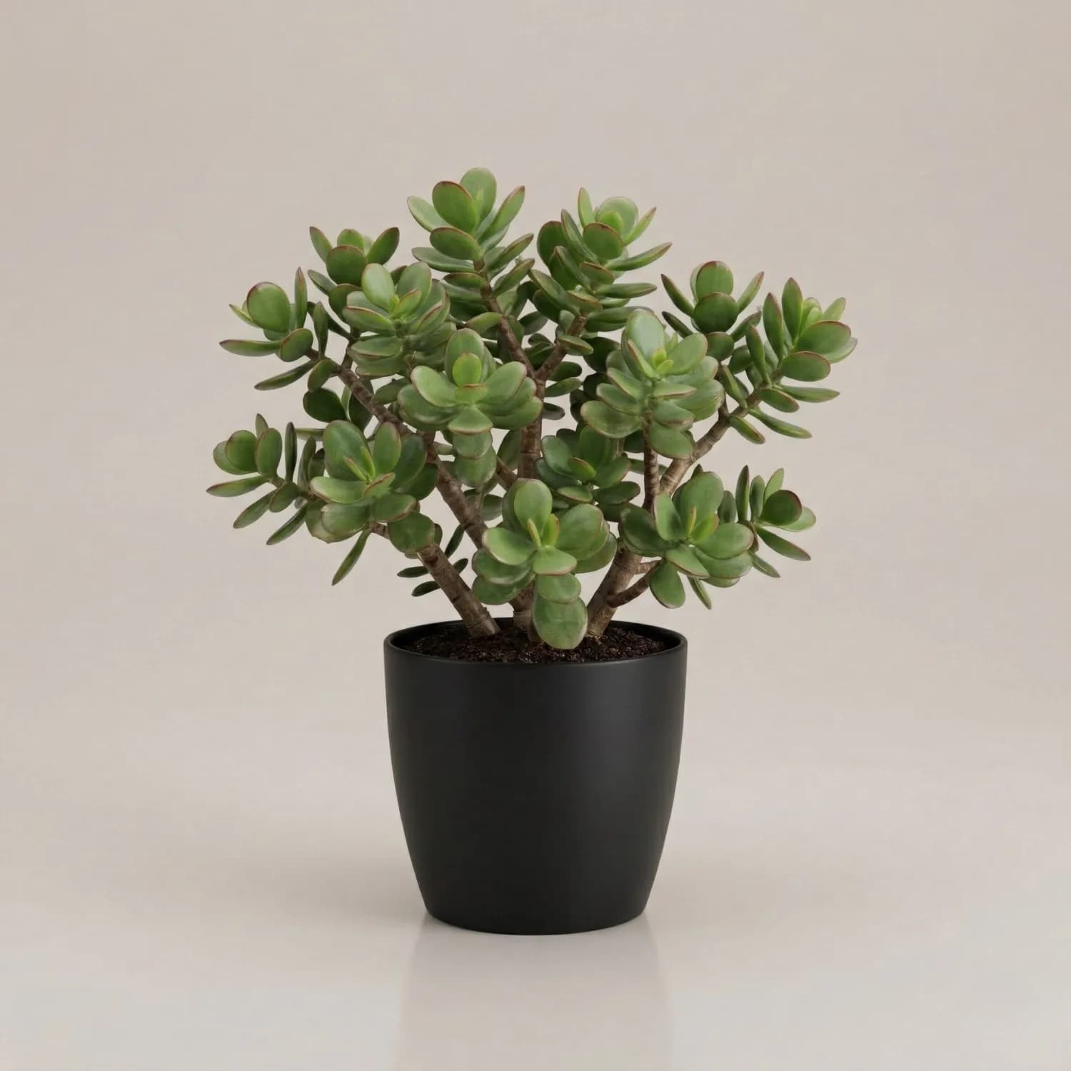 Jade Plant