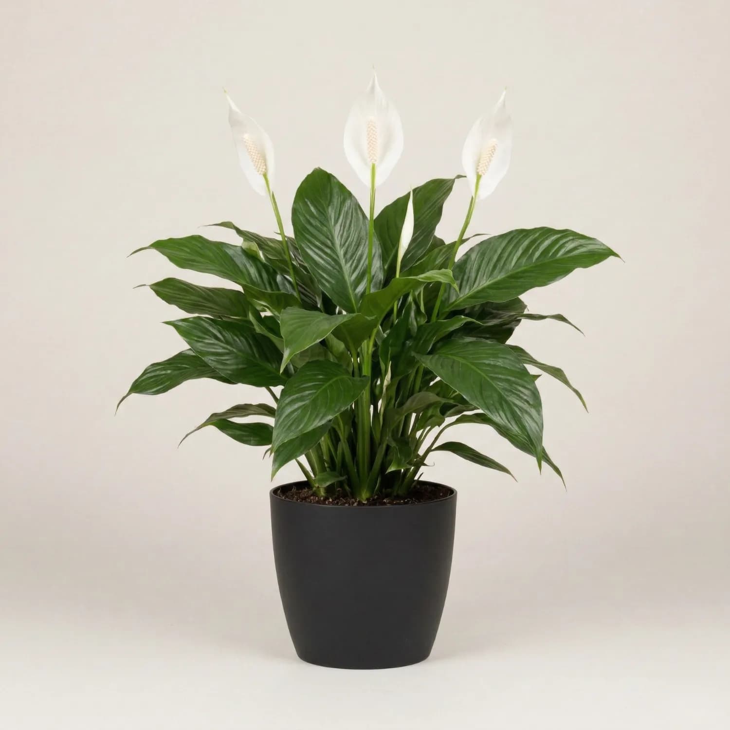 Peace Lily