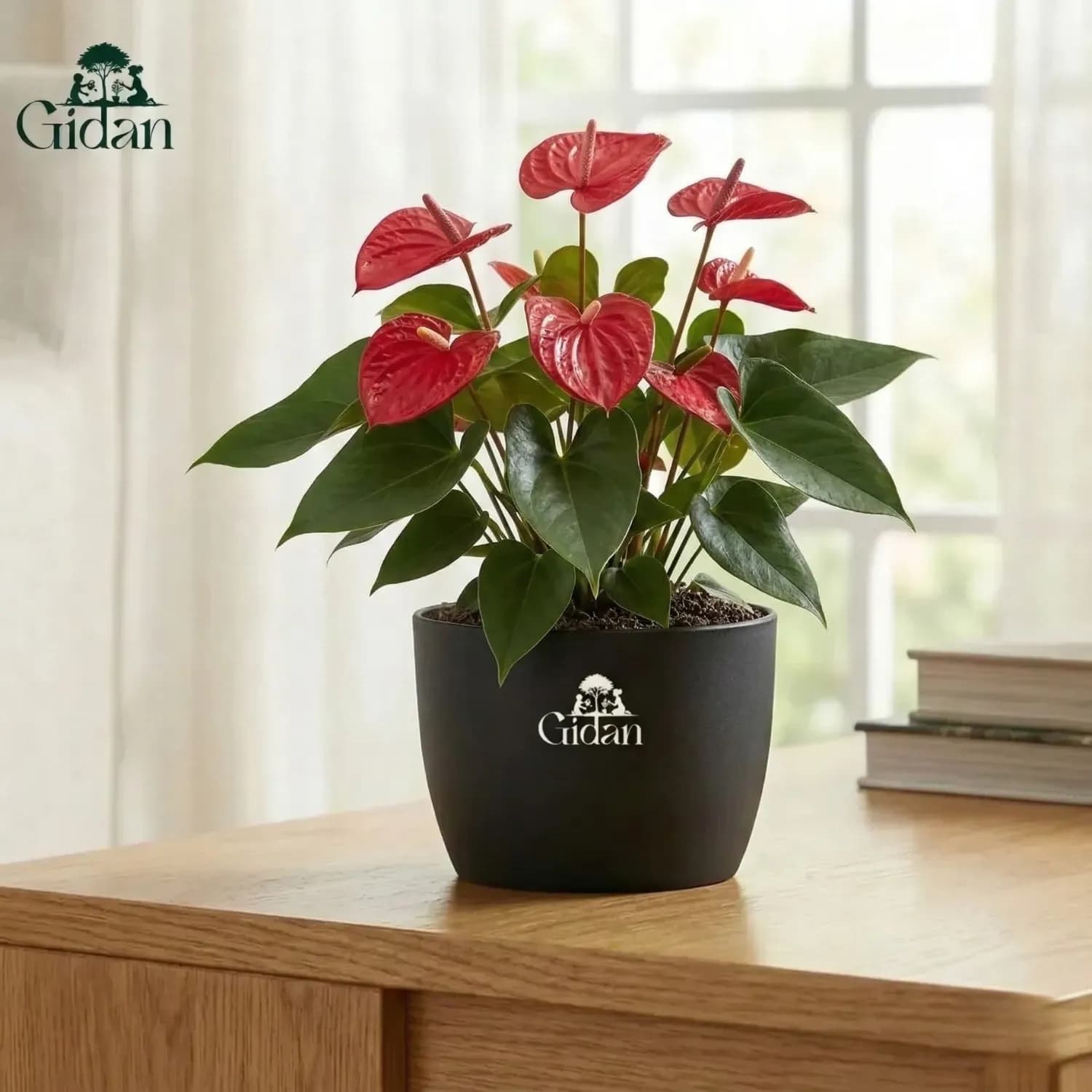 Anthurium (Red) Plant hover