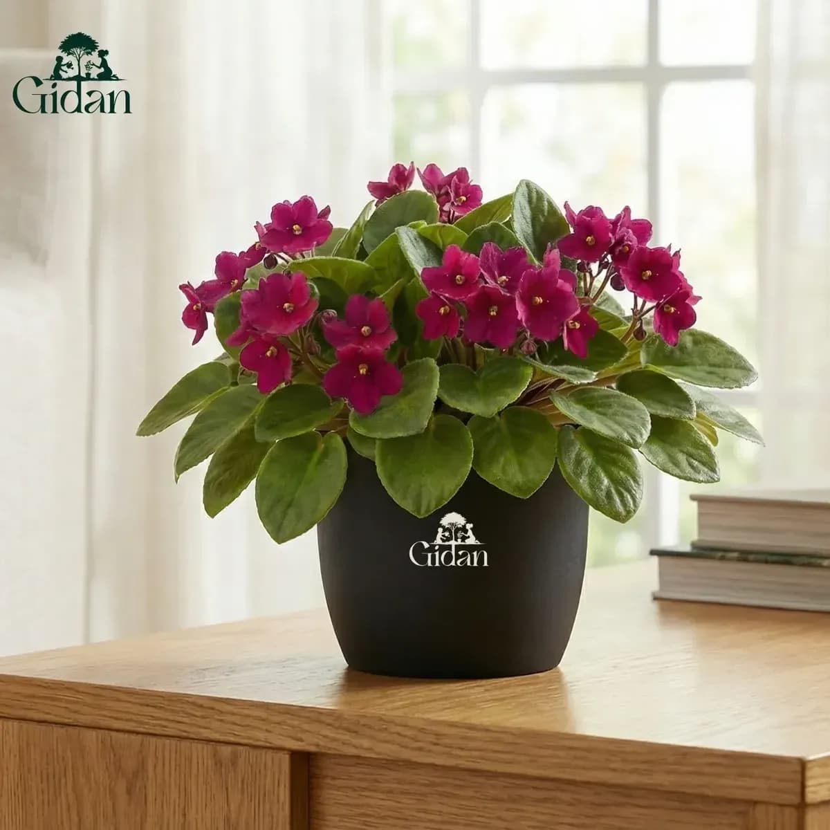 African Violet (Pink) hover