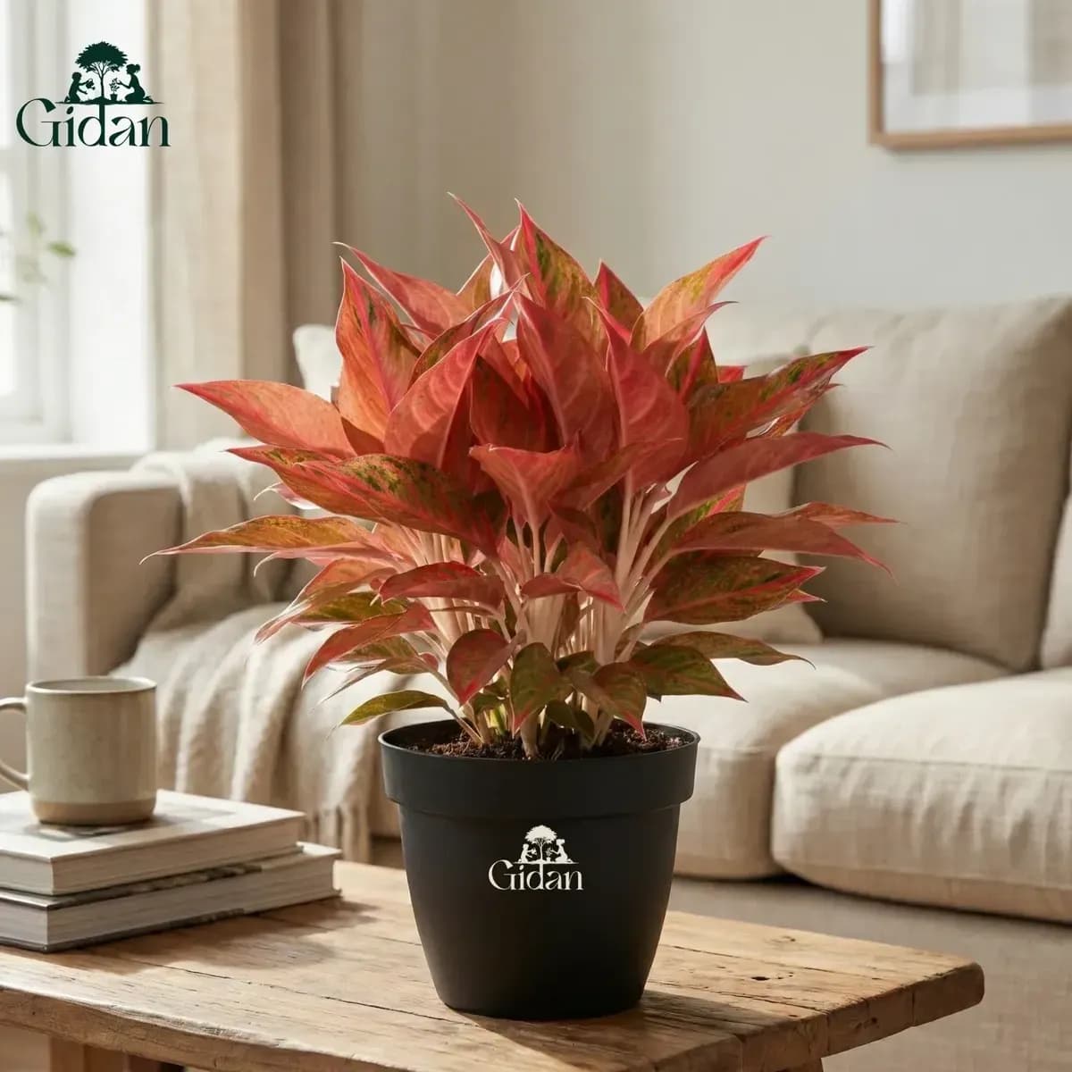 Aglaonema Pink hover