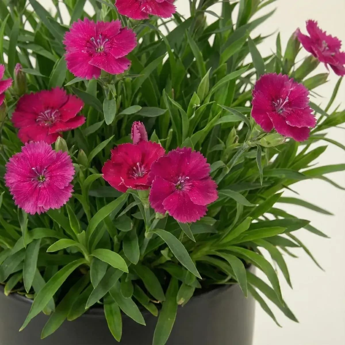 Dianthus (Pink) hover