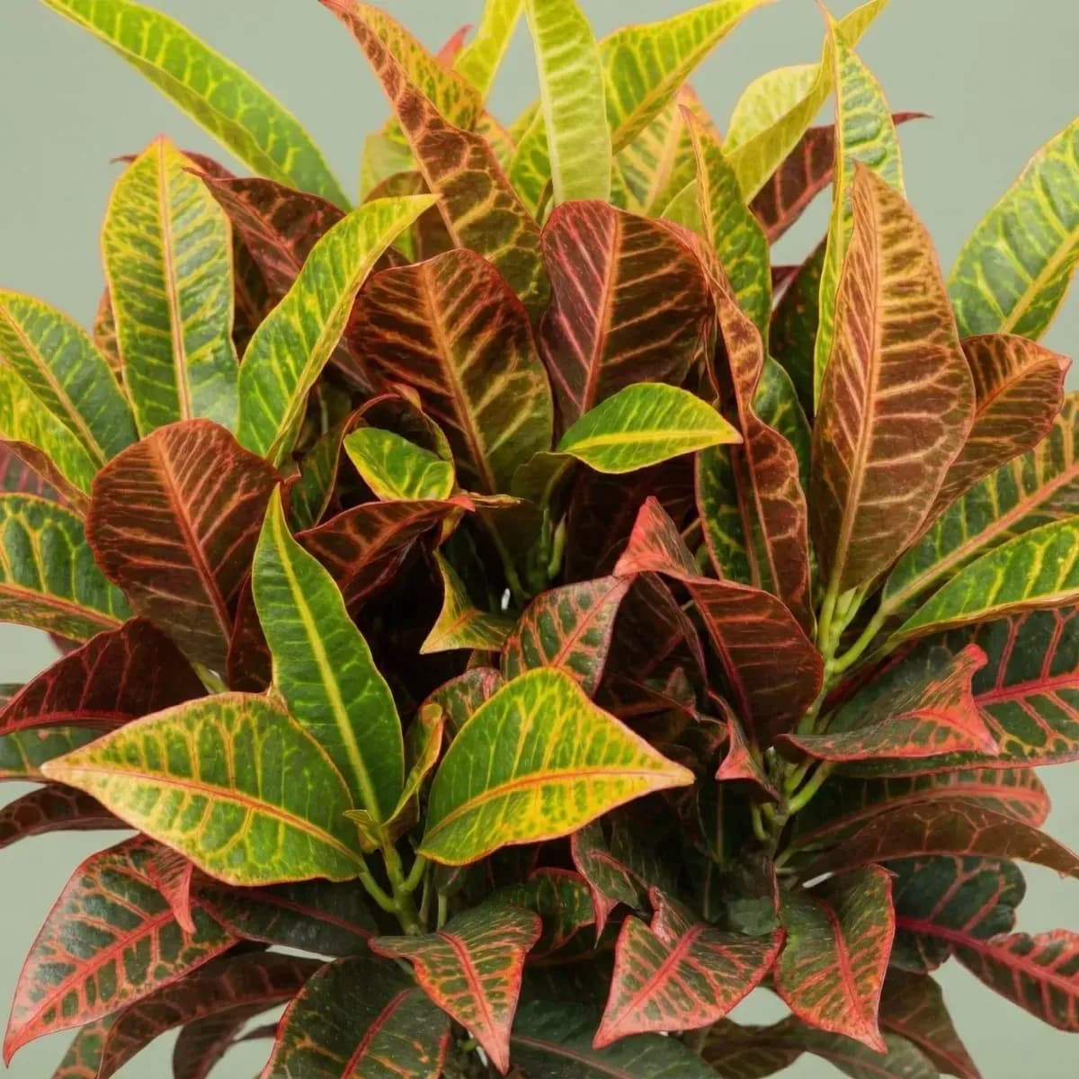 Croton hover