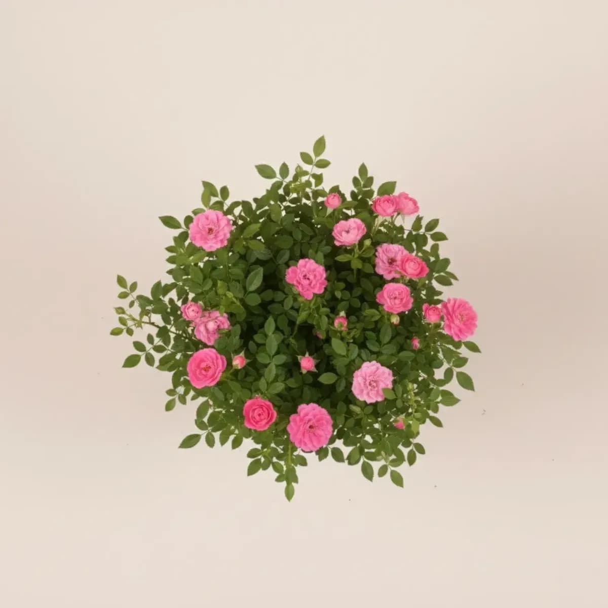 Button Rose (Pink) hover