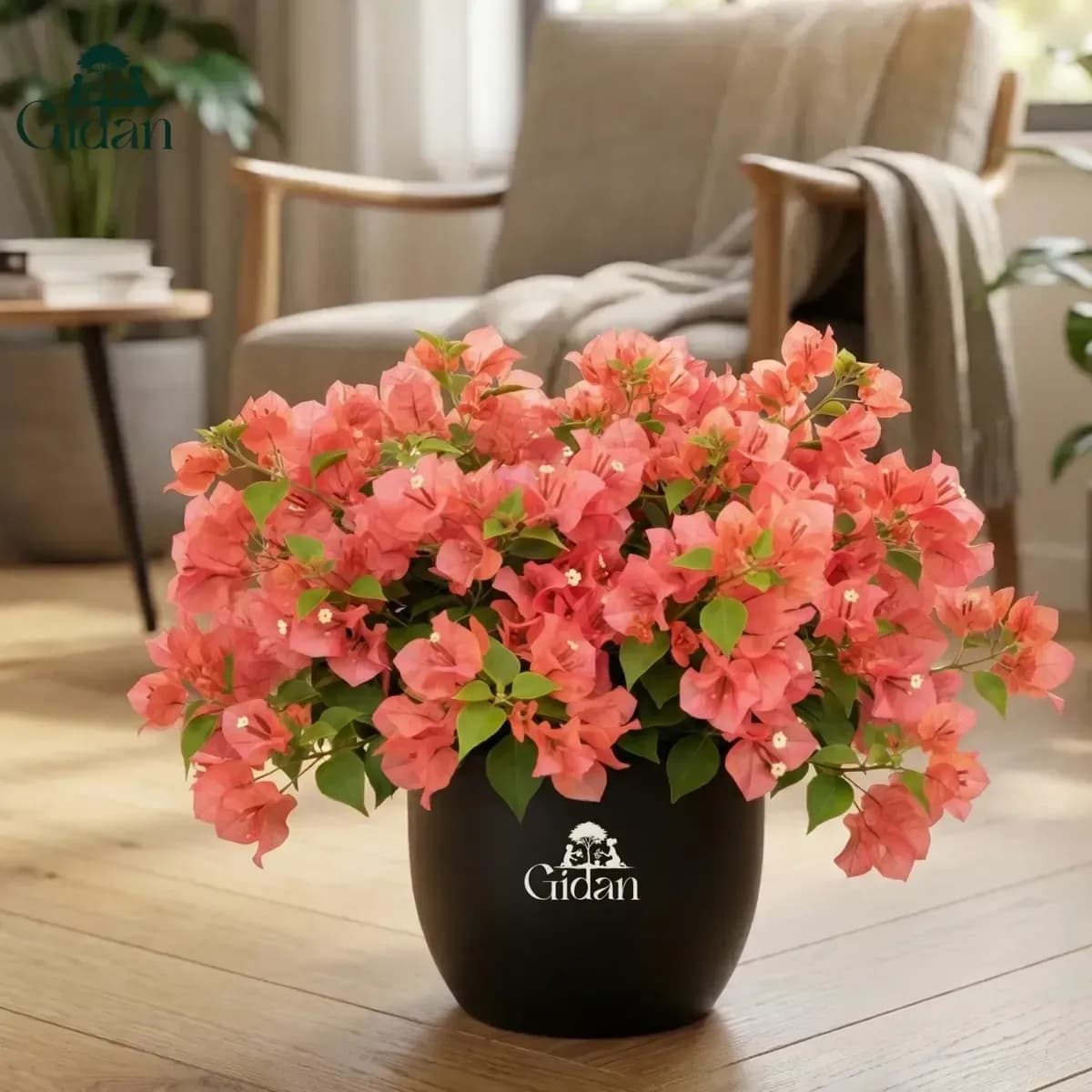 Bougainvillea (Peach) hover
