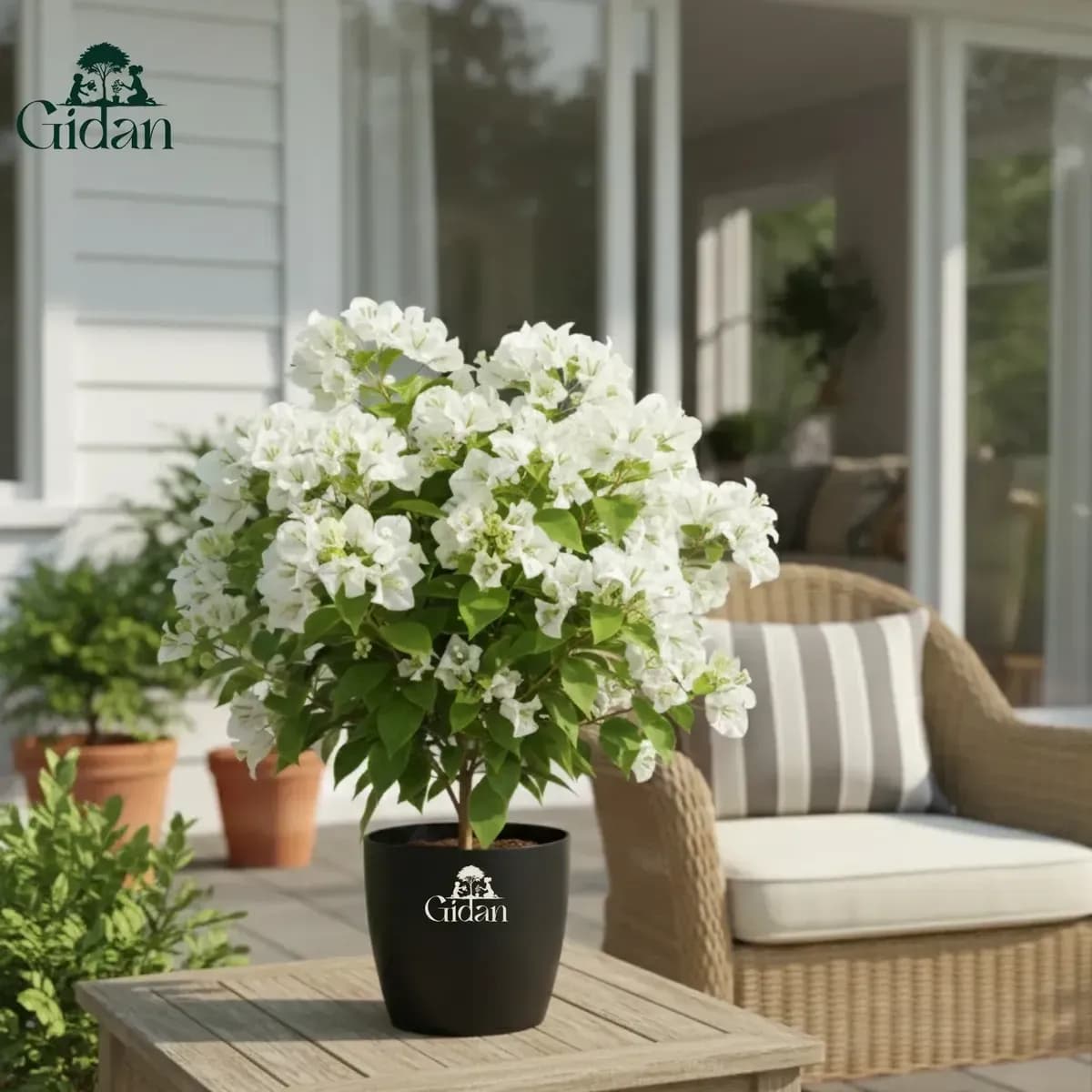 Bougainvillea (White) hover