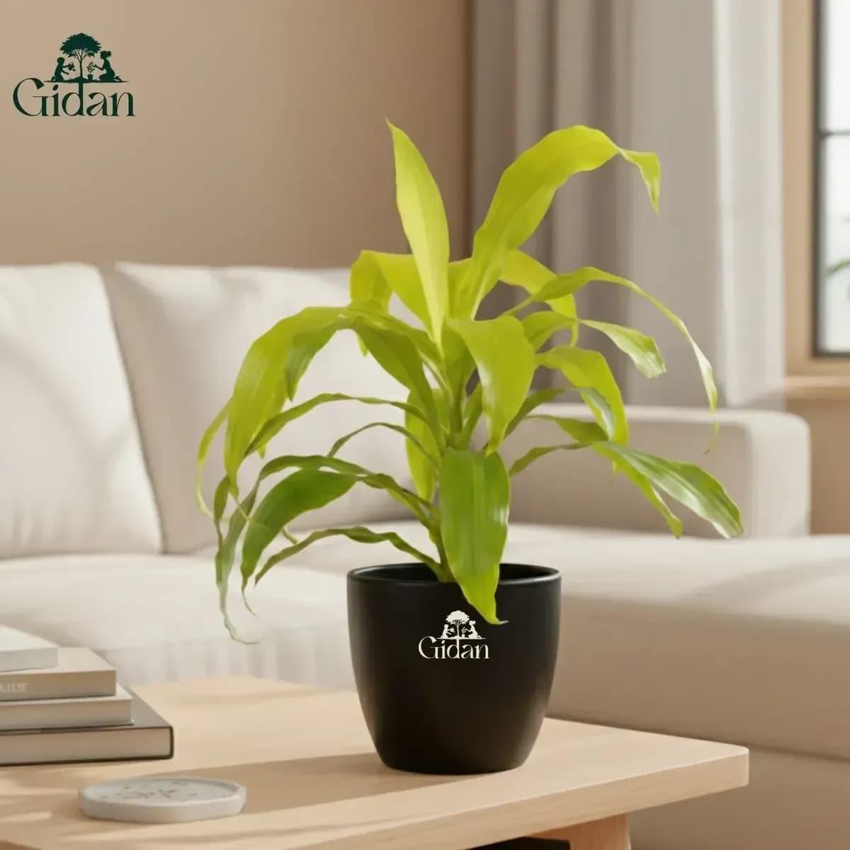 Dracaena Limelight hover
