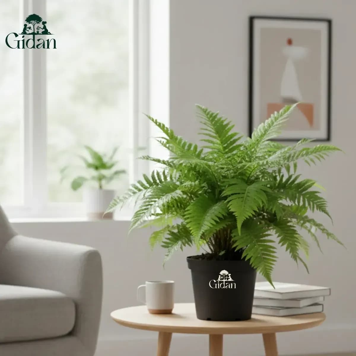 Dwarf Tree Fern hover