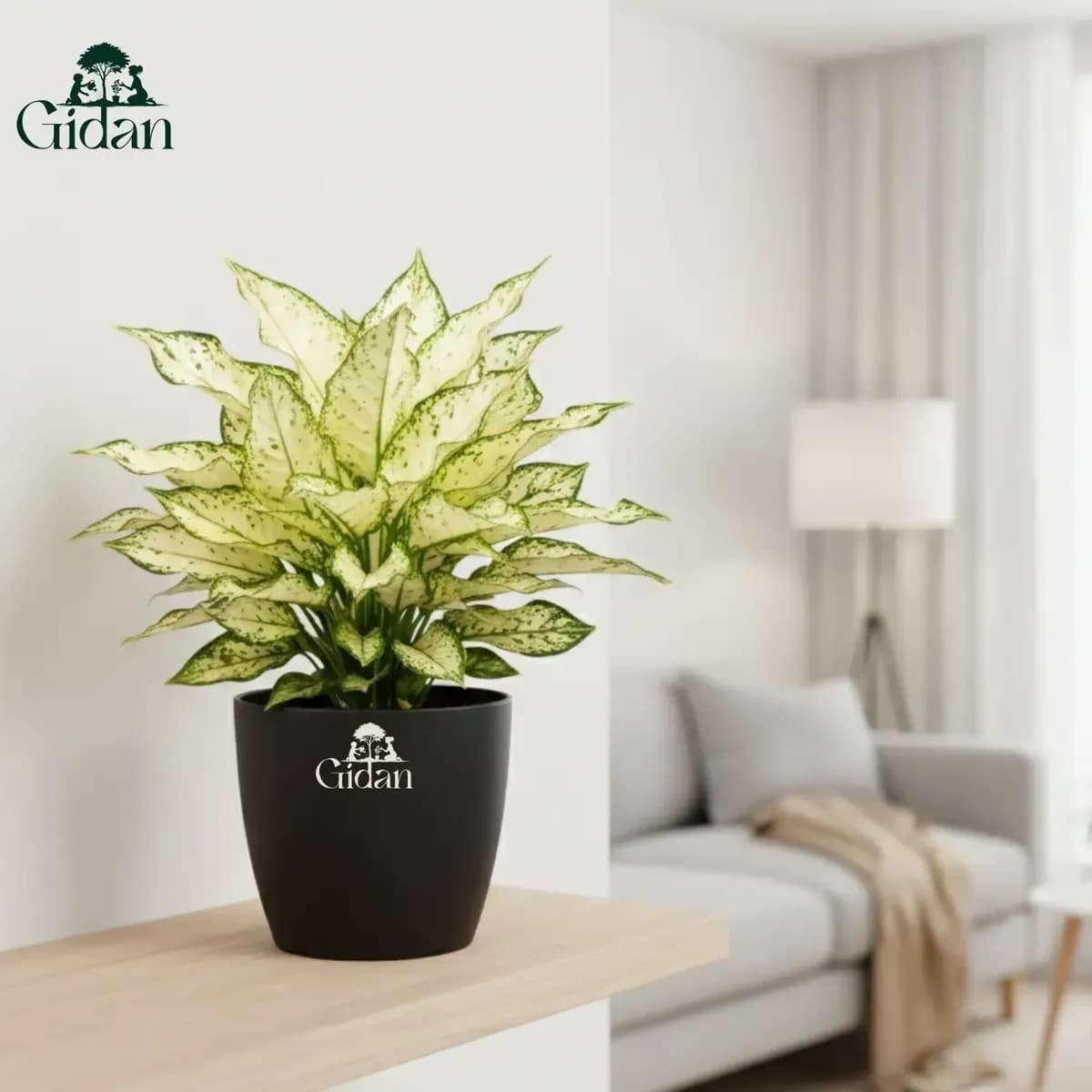 Aglaonema Snow White hover
