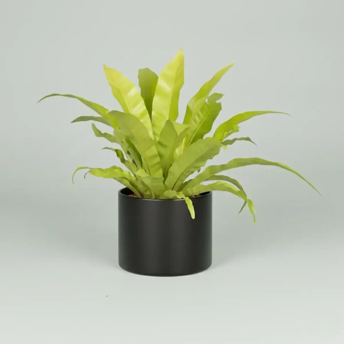 Bird's Nest Fern