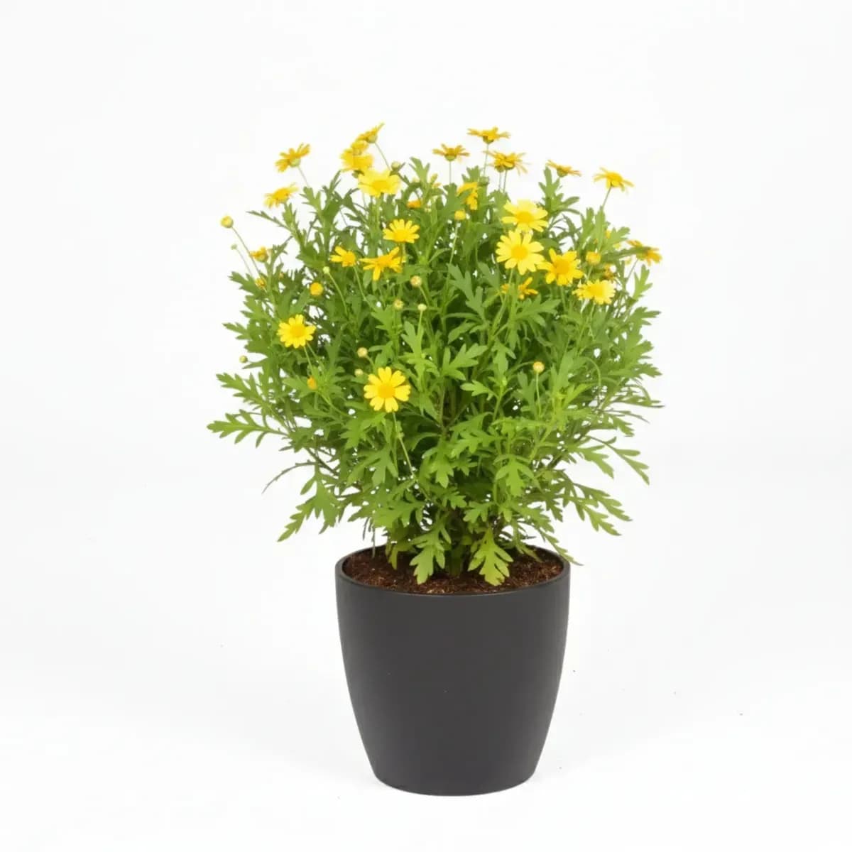 Bush Daisy