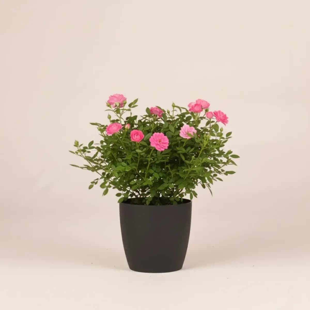 Button Rose (Pink)
