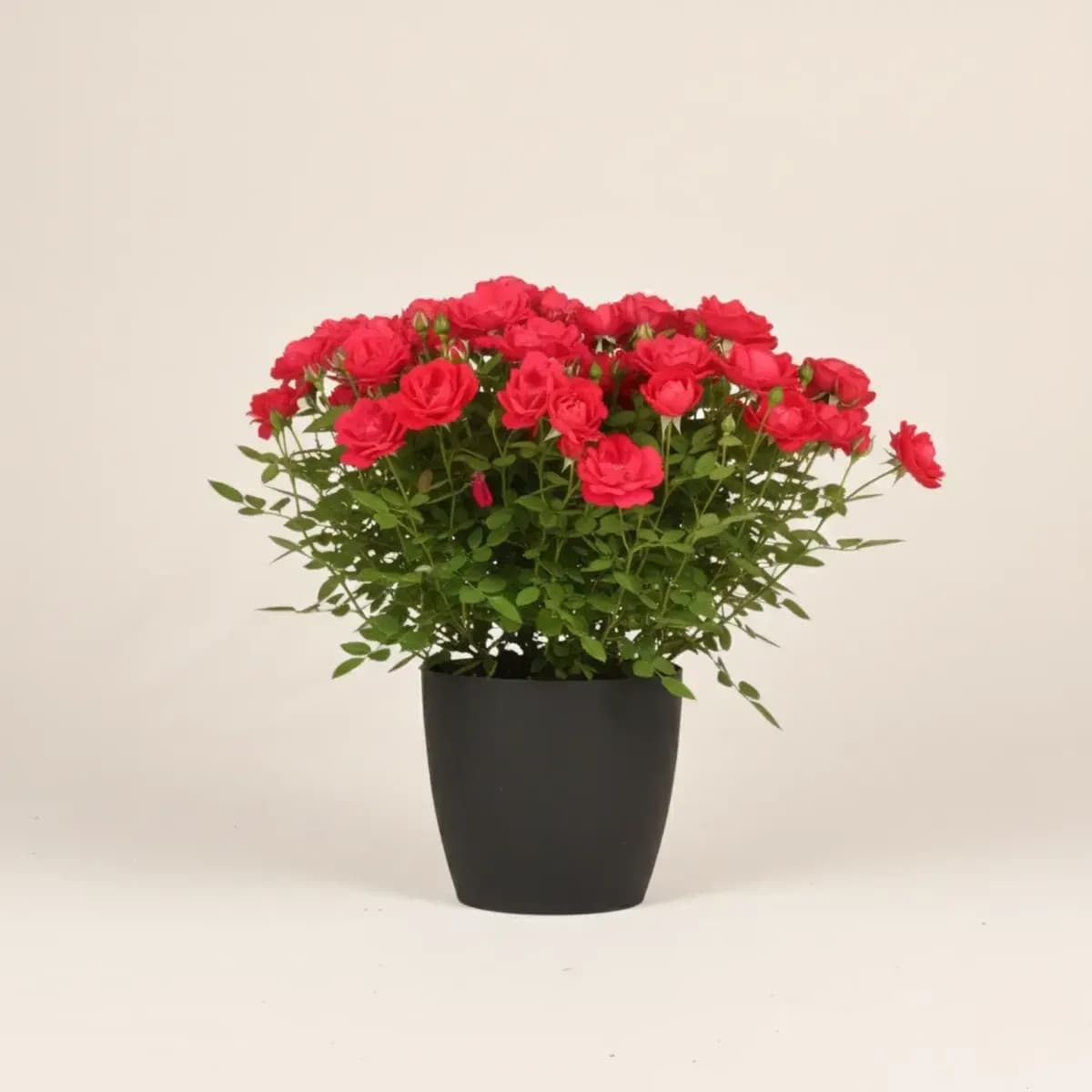 Button Rose (Red)
