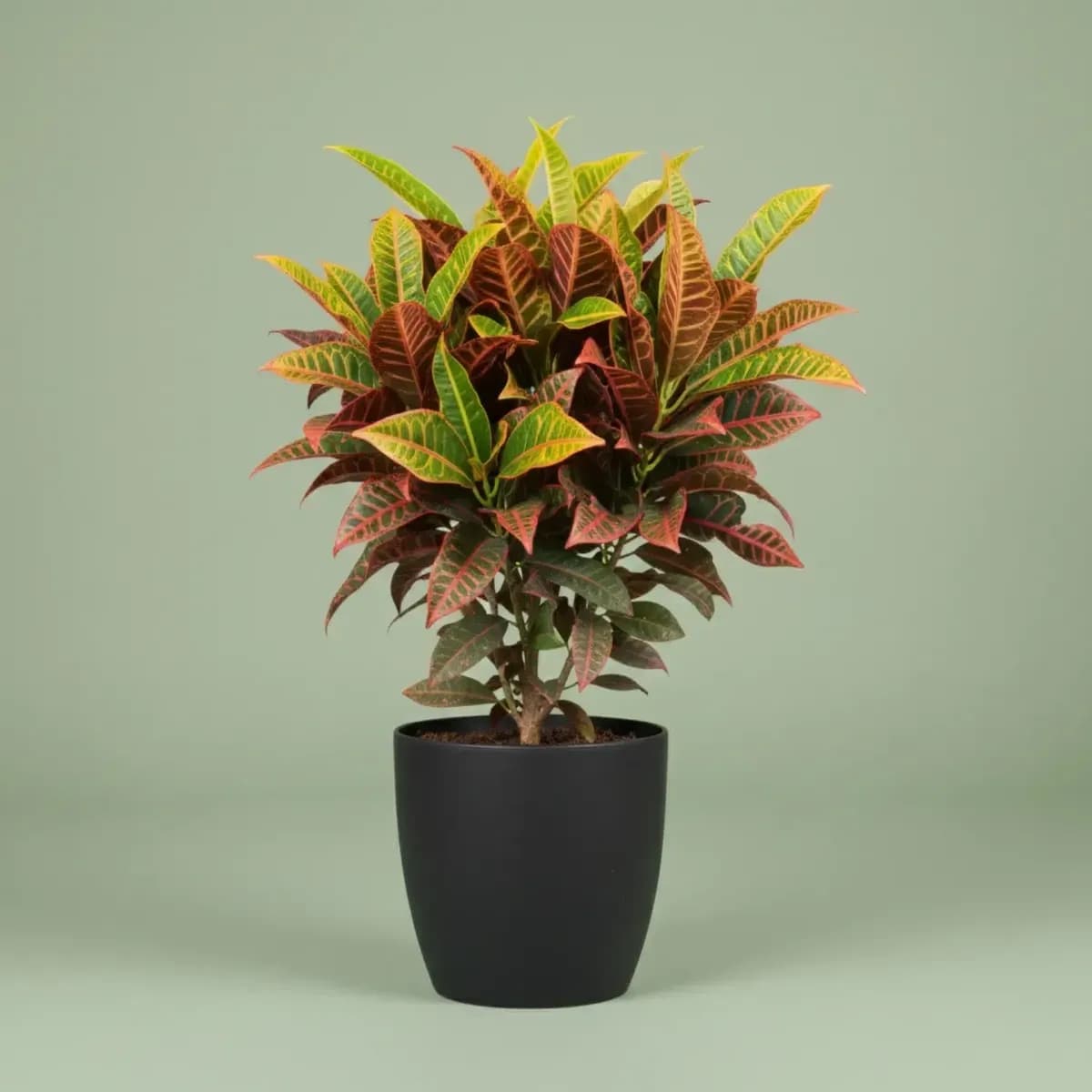 Croton