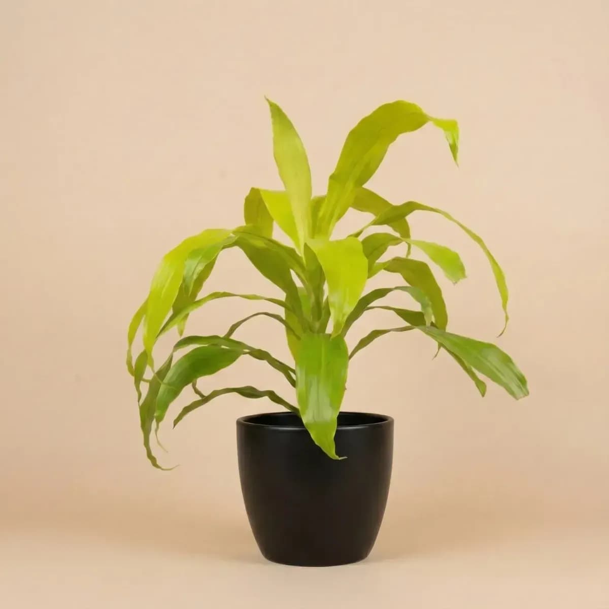 Dracaena Limelight