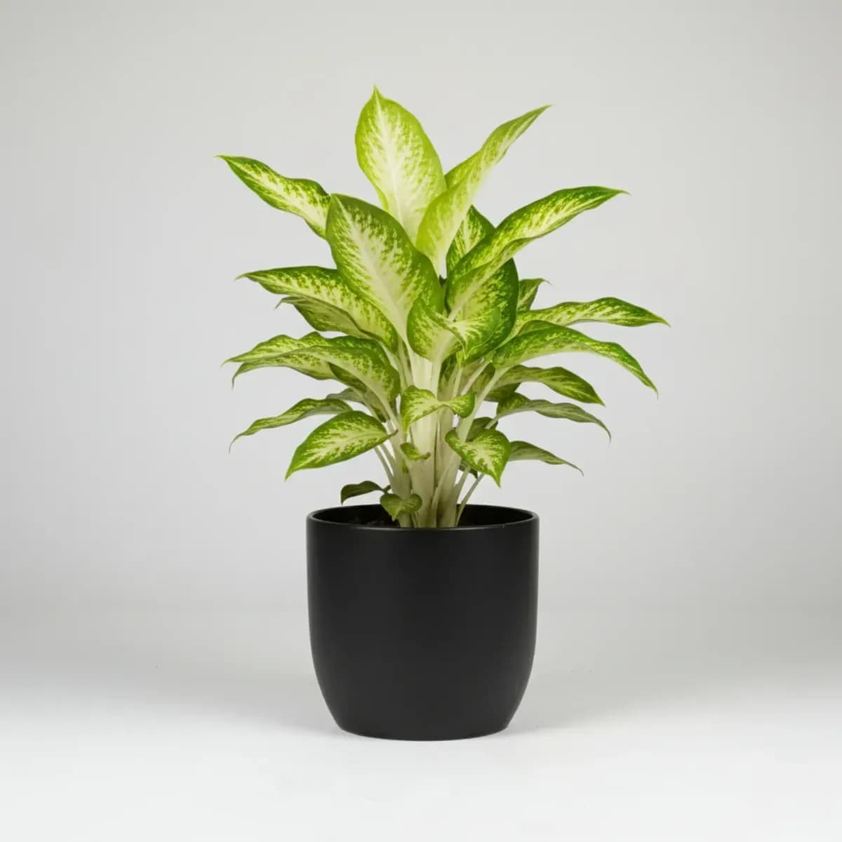 Dumb Cane
