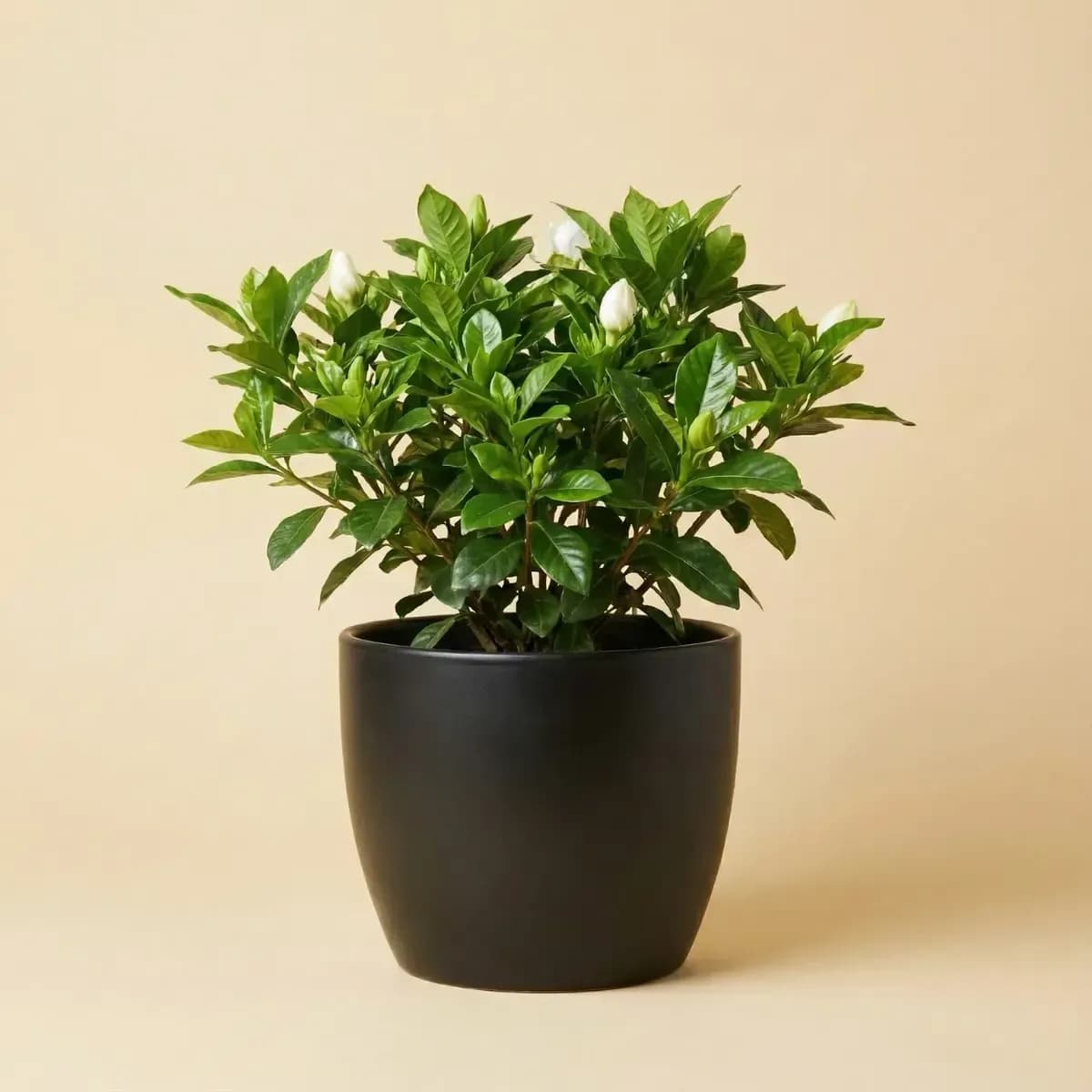 Gardenia