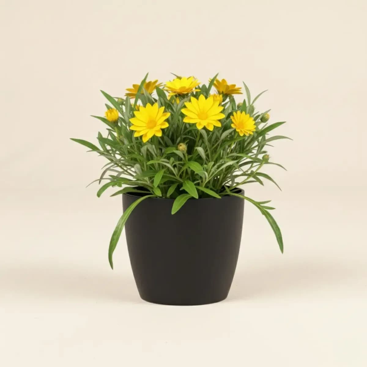 Gazania