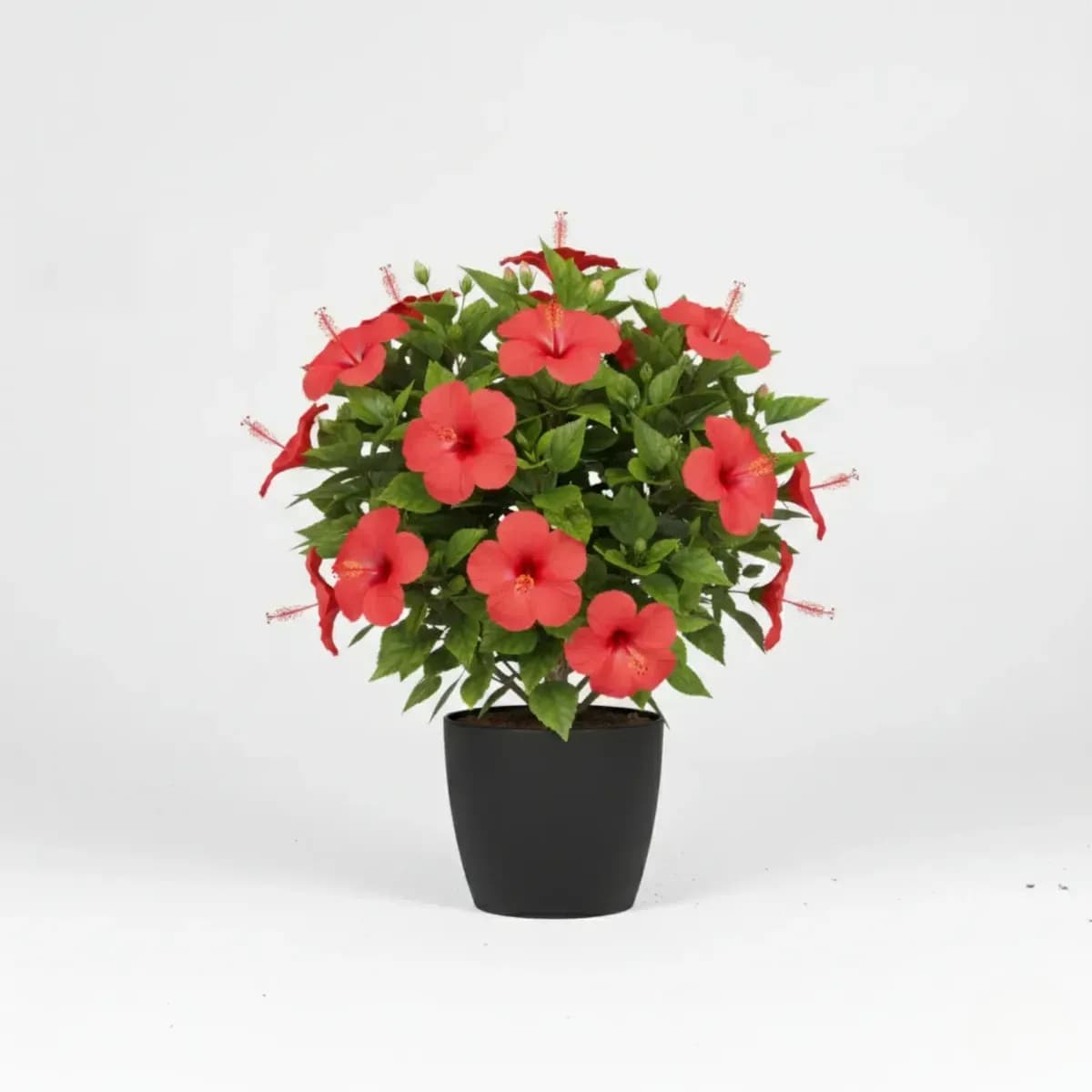 Hibiscus (Red)