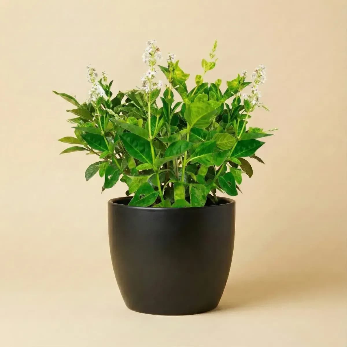 Japanese Jasmine