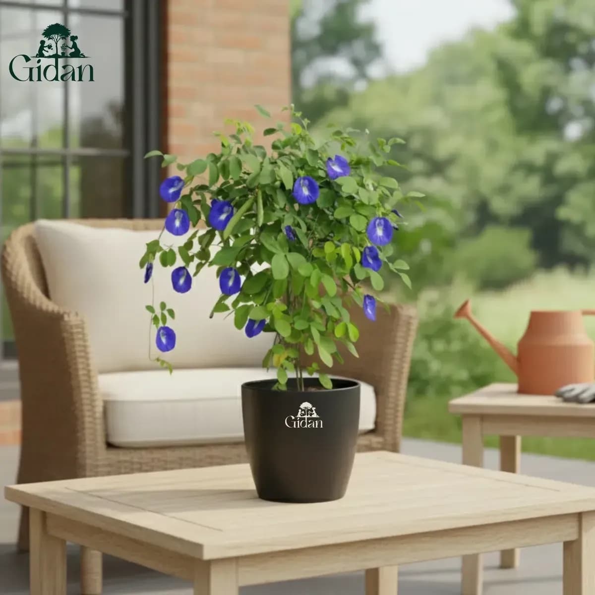 Clitoria hover