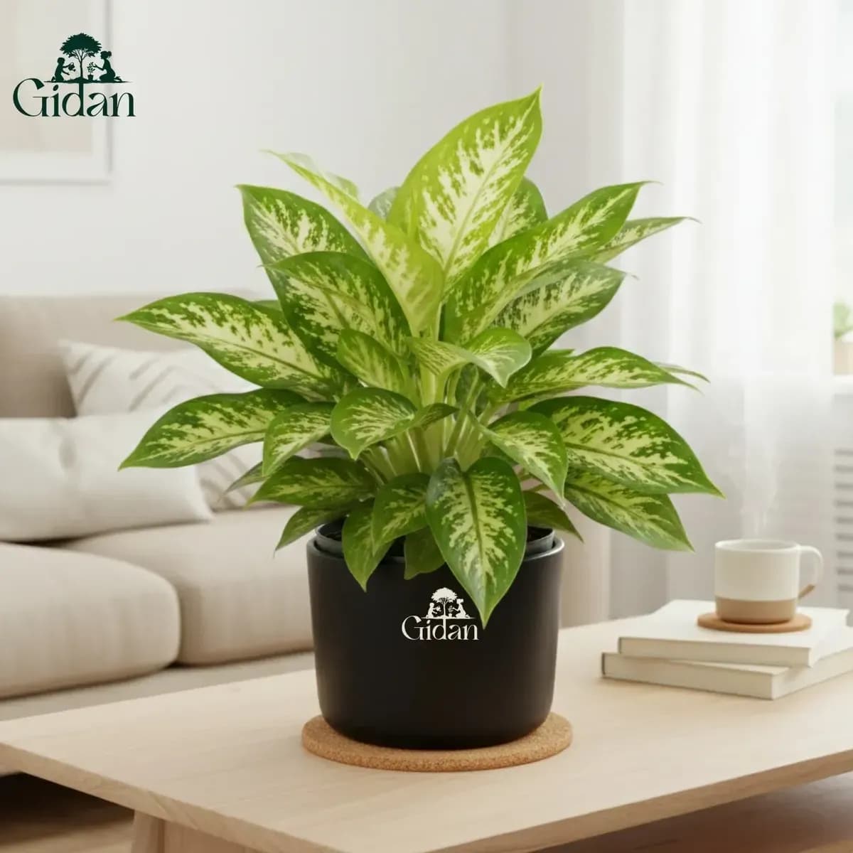 Dumb Cane hover