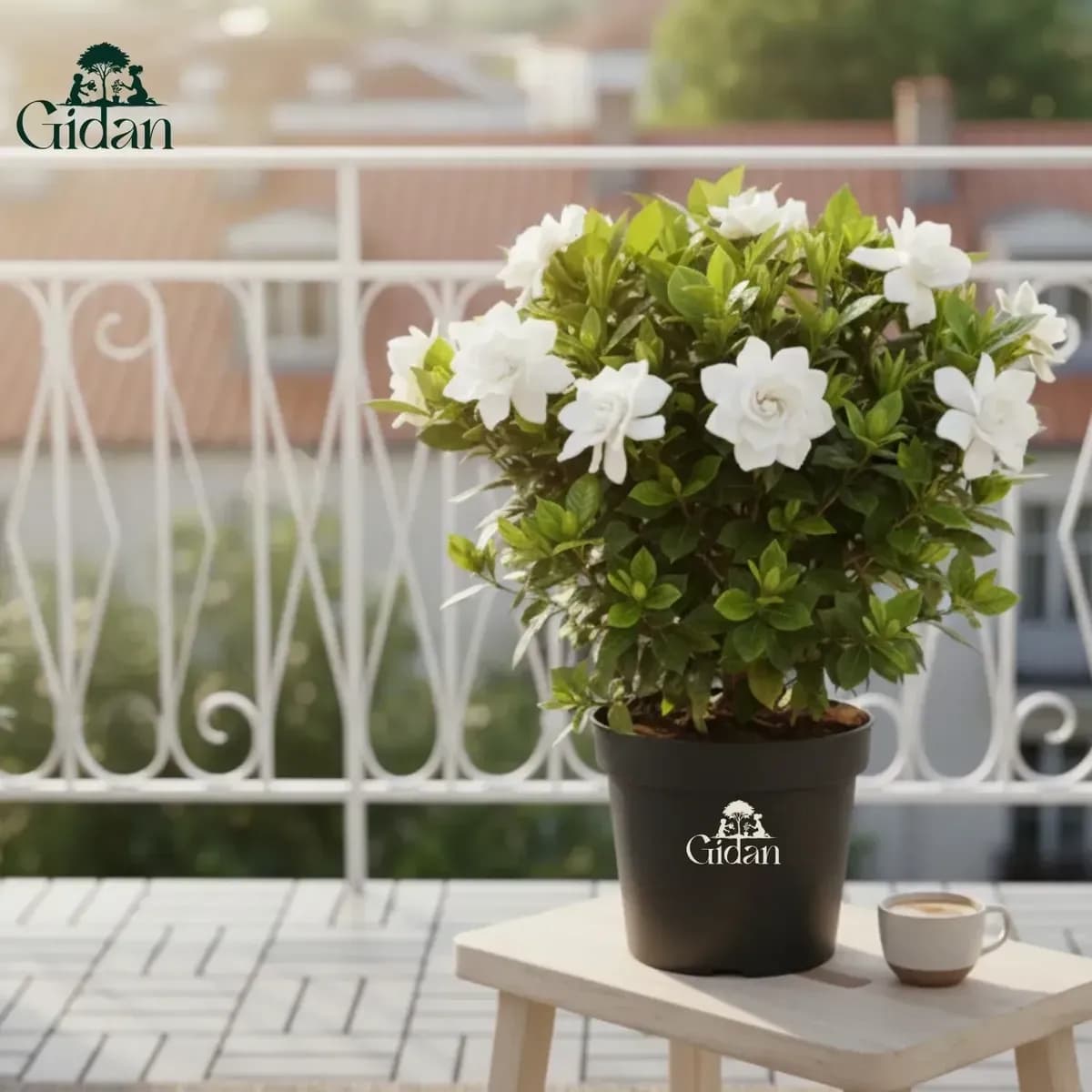 Gardenia hover