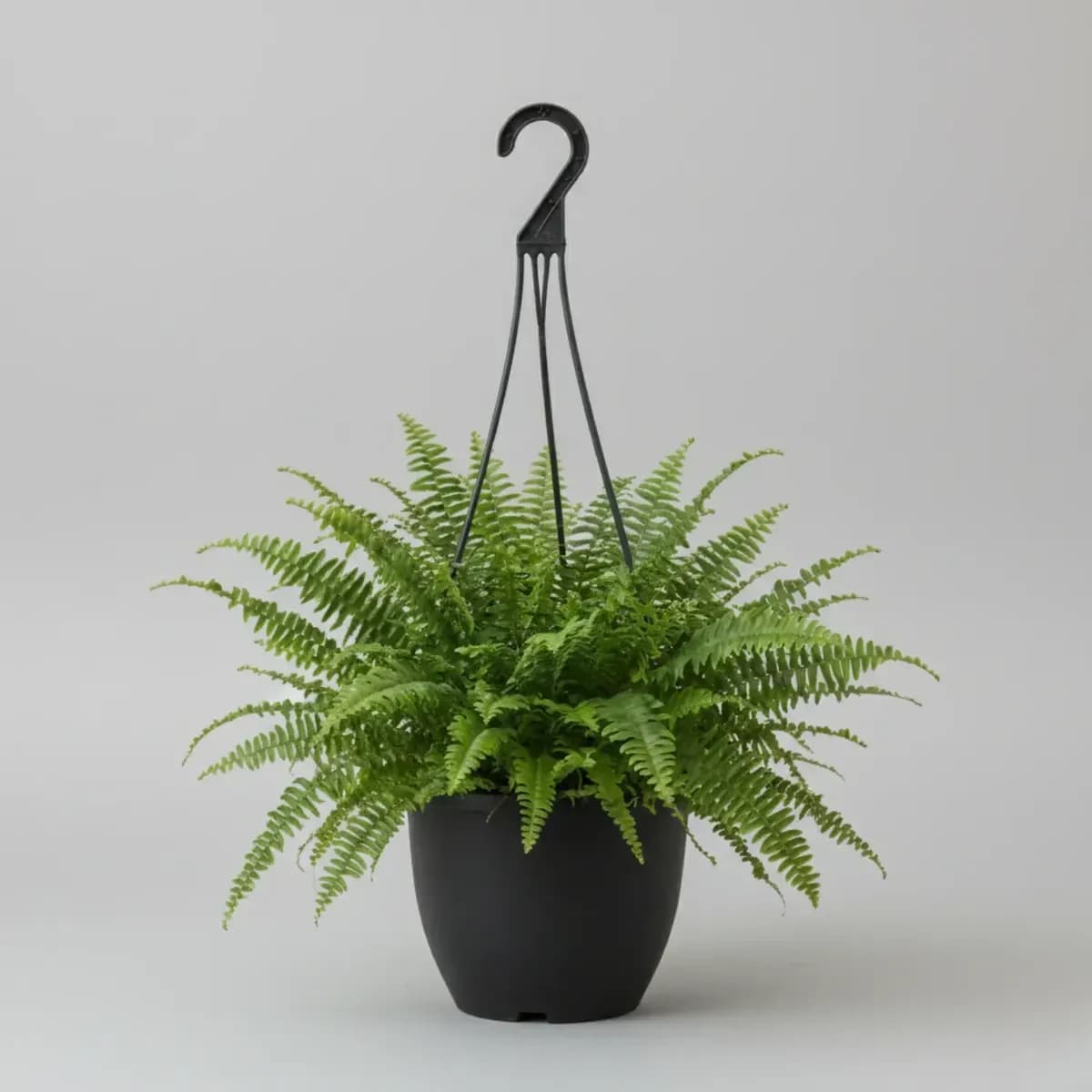 Outdoor Fern