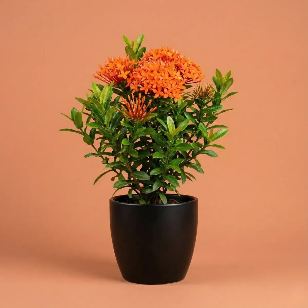 Ixora (Orange)