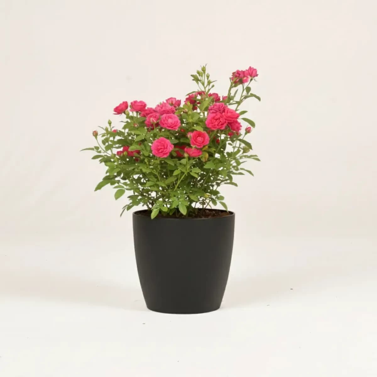 Button Rose (Dark Pink)