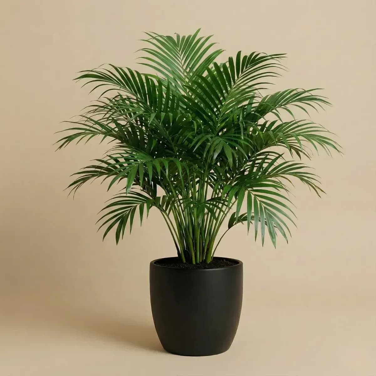 Dwarf Areca Palm