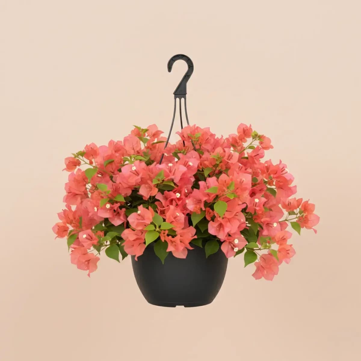 Bougainvillea (Peach)