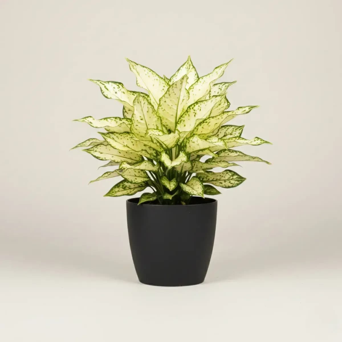 Aglaonema Snow White