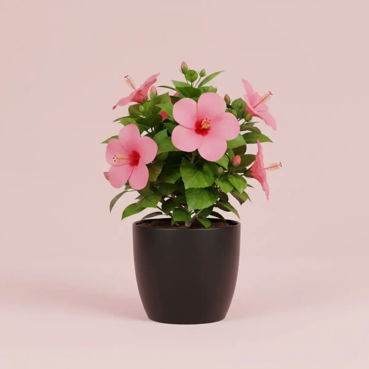 Hibiscus (Pink)