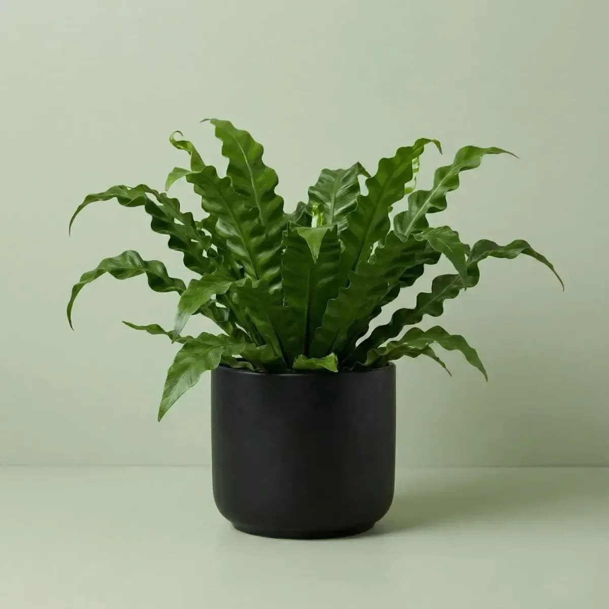 Cobra Fern