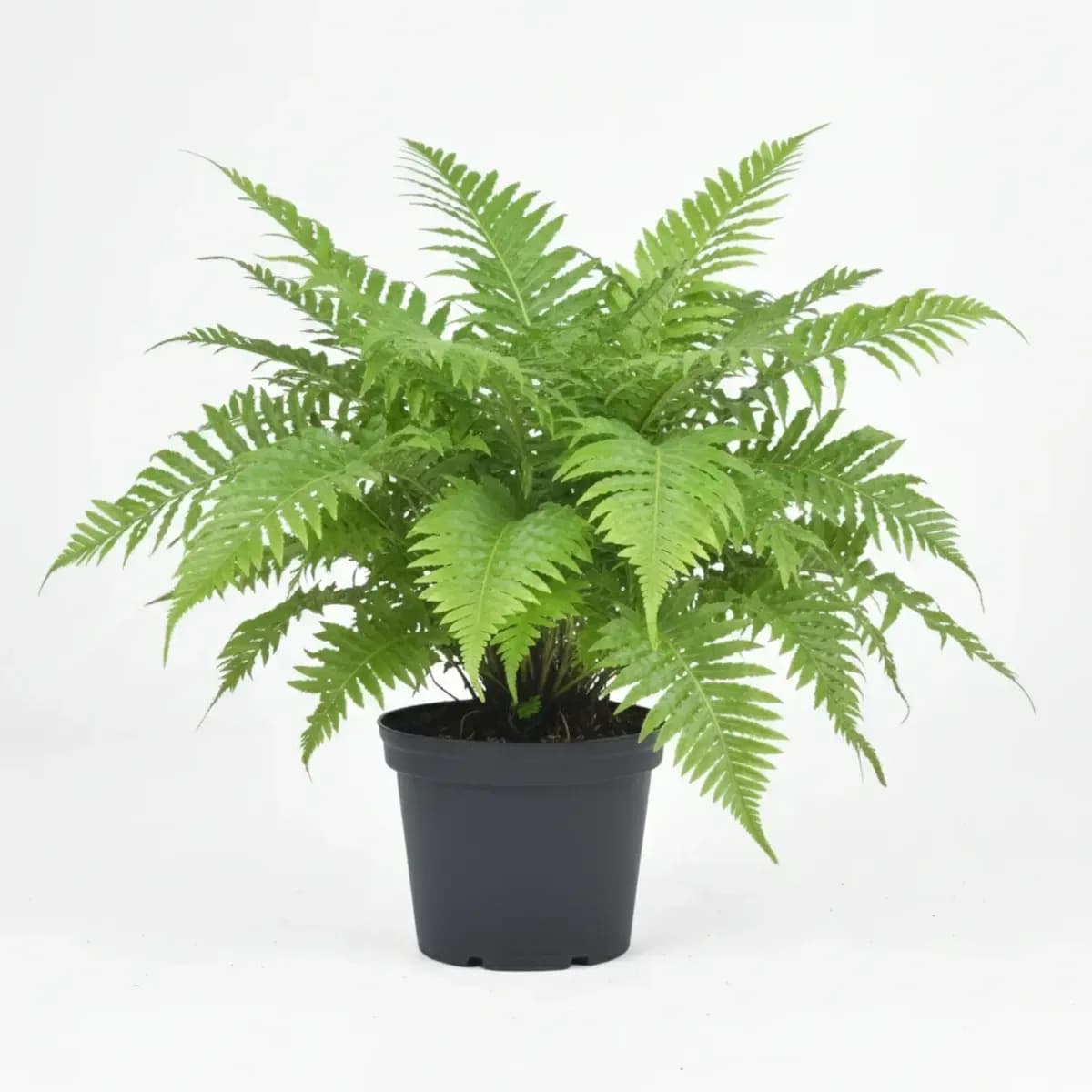 Dwarf Tree Fern