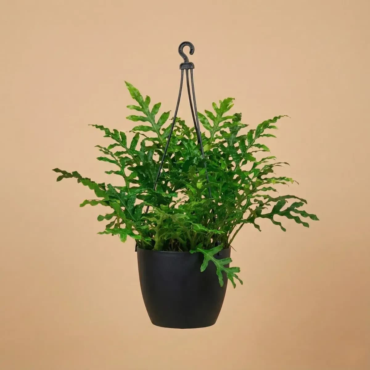 Boston Fern