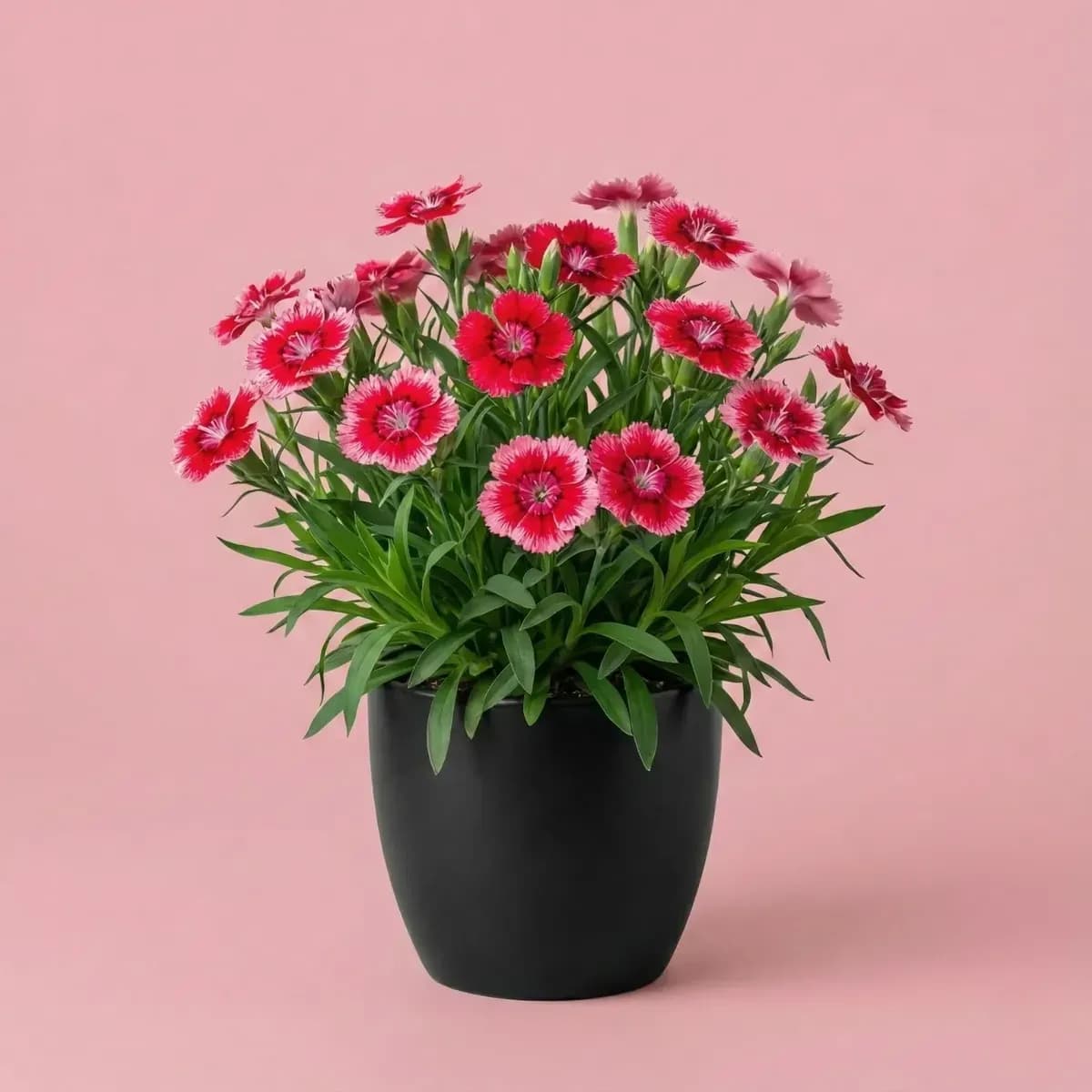 Dianthus (Pink Dual)
