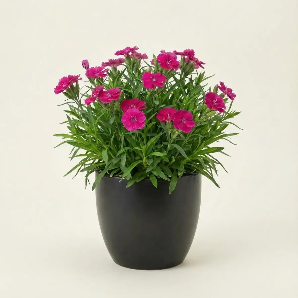 Dianthus (Pink)