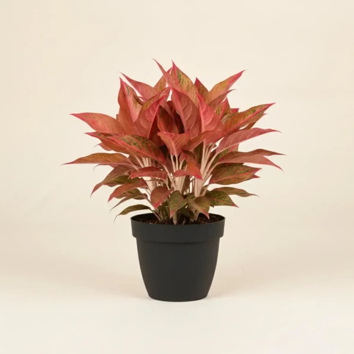 Aglaonema Pink