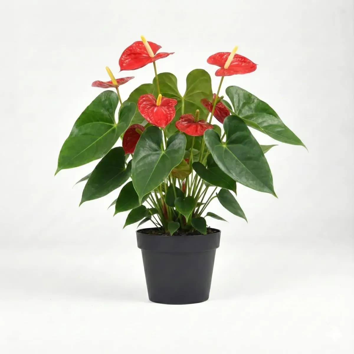 Anthurium (Red)
