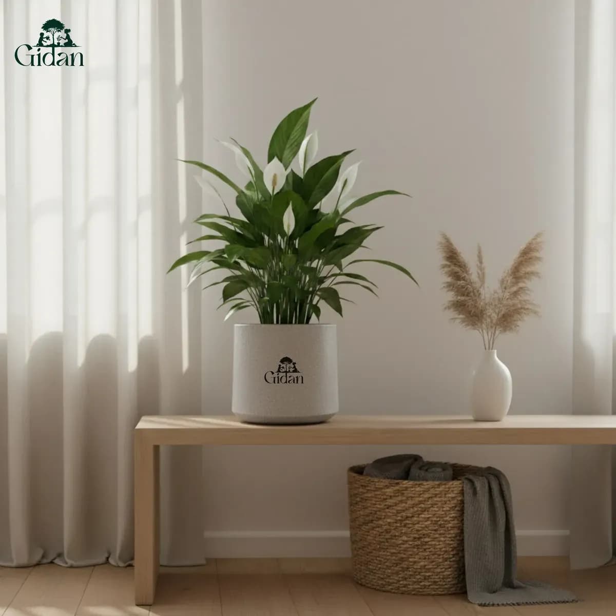 Albero Planter hover