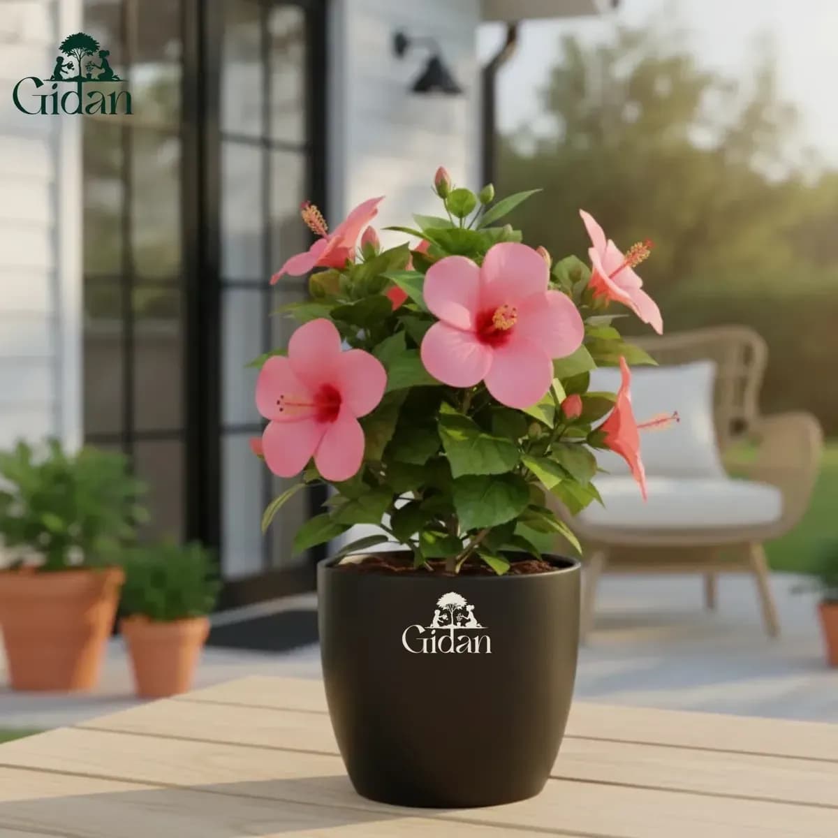 Hibiscus (Pink) hover