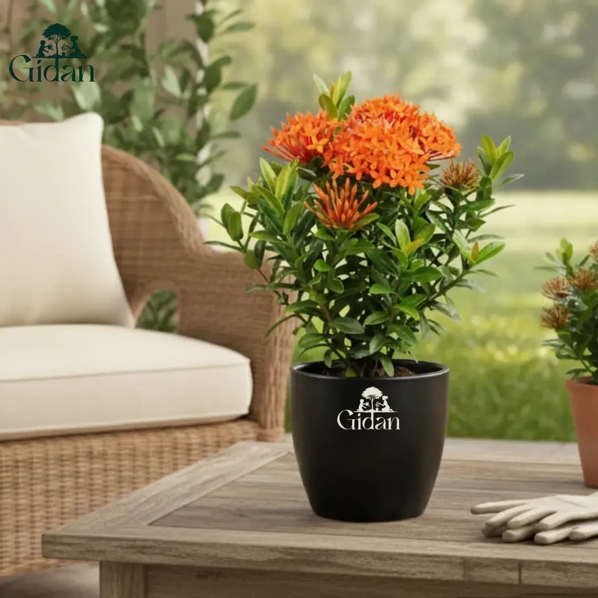 Ixora (Orange) hover