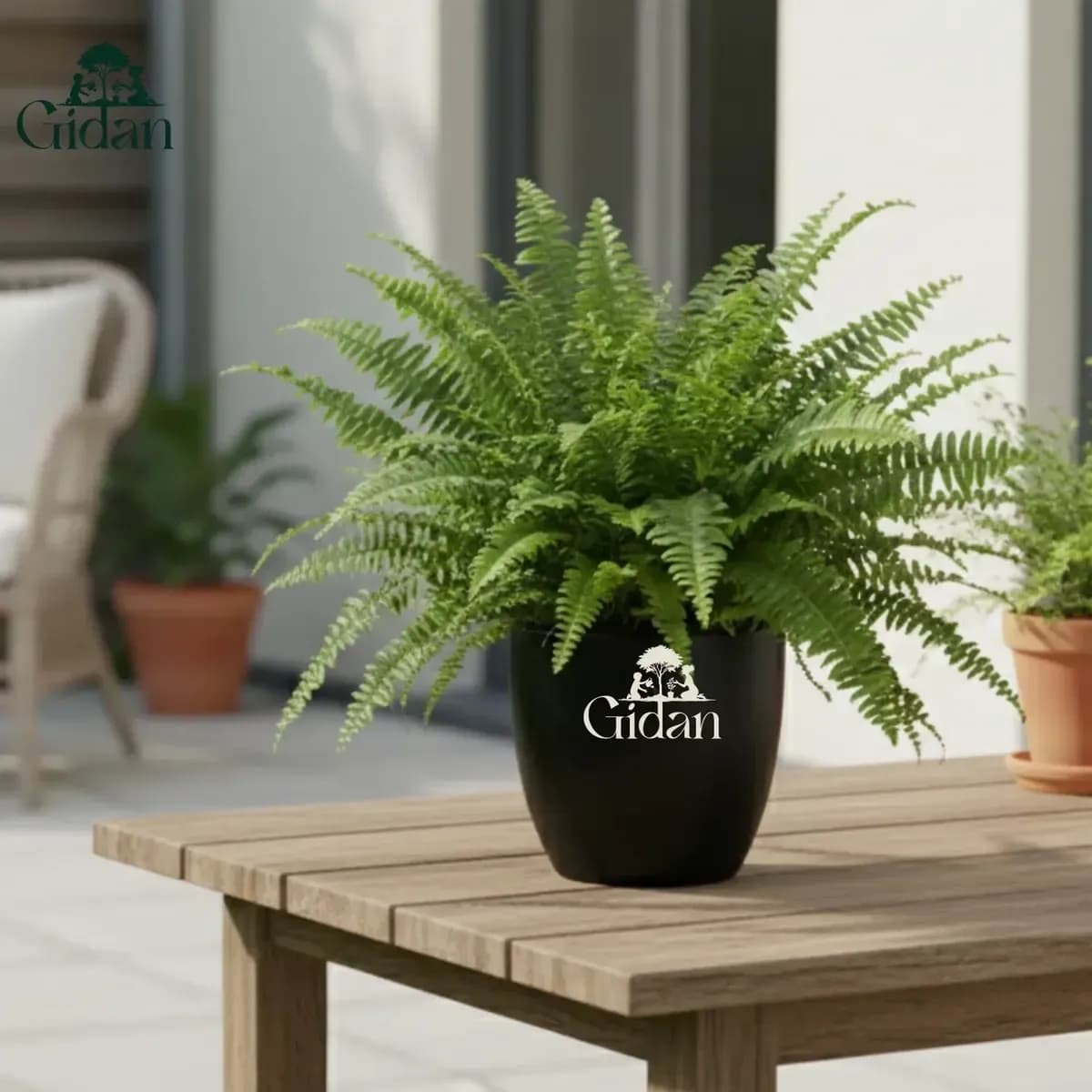 Outdoor Fern hover
