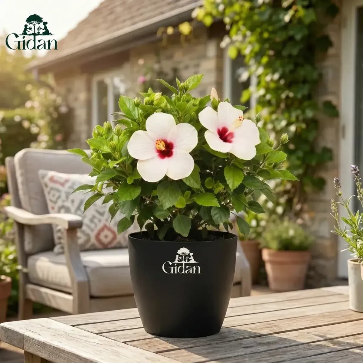 Hibiscus (White) hover